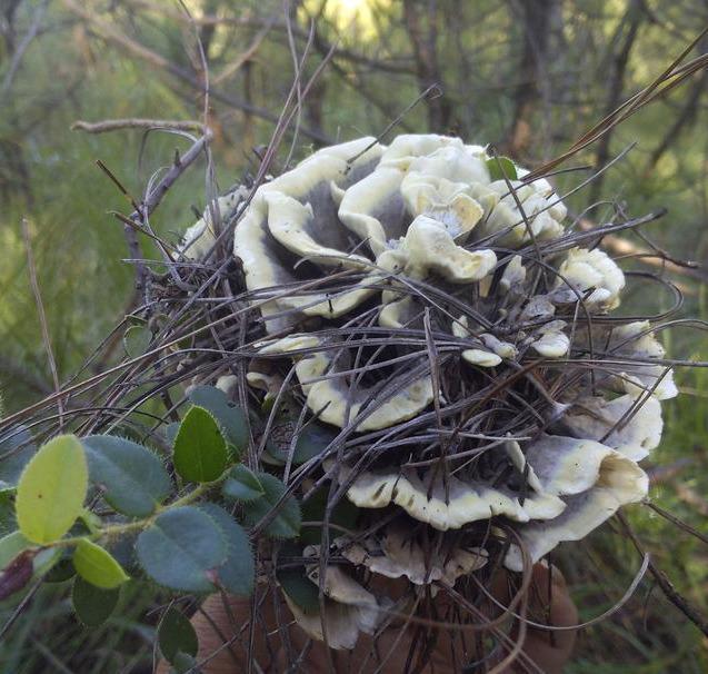 云南的蘑菇到底有多好吃,你吃过几种?