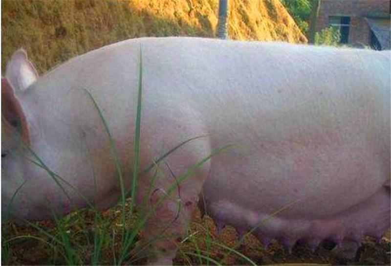 母猪离奇失踪,半年后带回一群"洋崽子",可把它的主人逗乐了