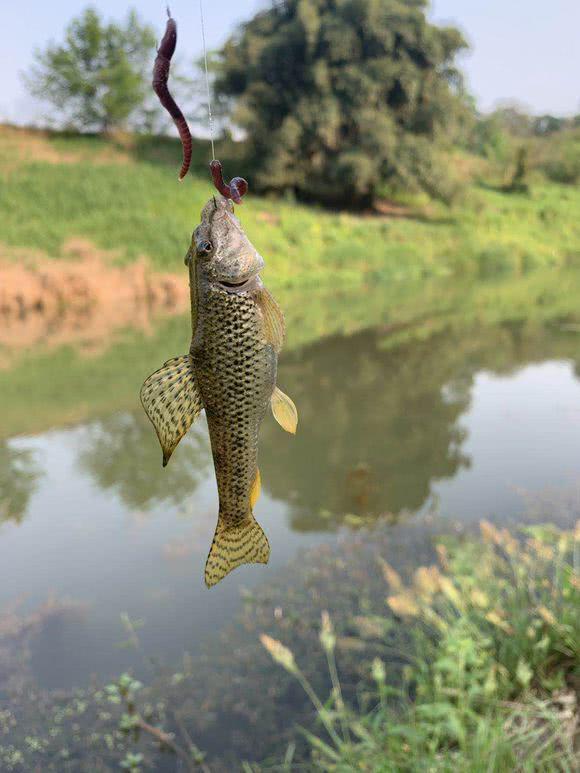 河里麻子鱼很多,有人嫌它肉木难吃,有人却当成"珍品"