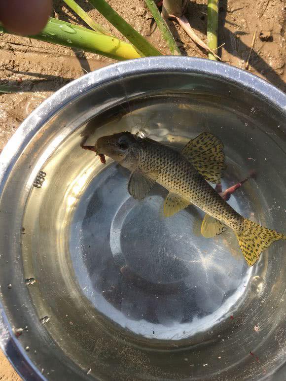 河里麻子鱼很多,有人嫌它肉木难吃,有人却当成"珍品"