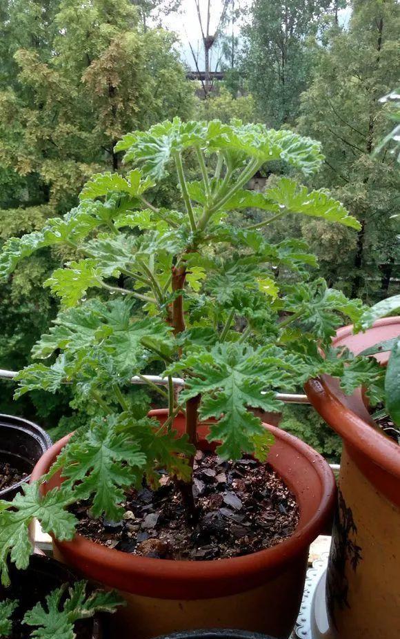 驱蚊效果非常的好驱蚊草不仅能在室内栽培,也能在室外栽培,这种驱蚊草