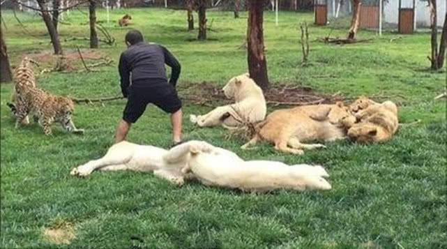 豹子背后袭击饲养员,姿势炫酷势在必得,不料老虎的反应让人笑喷