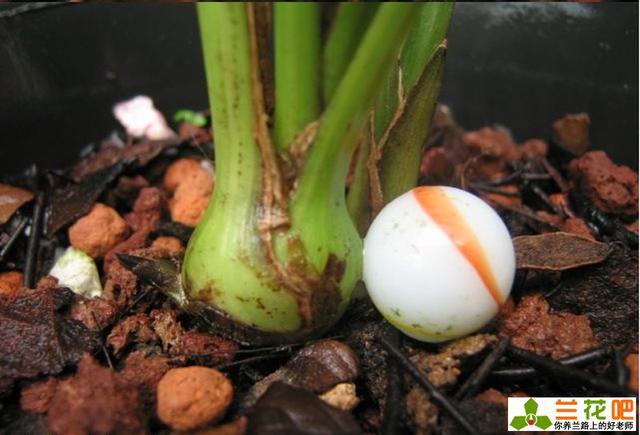 兰花假鳞茎的特点和作用