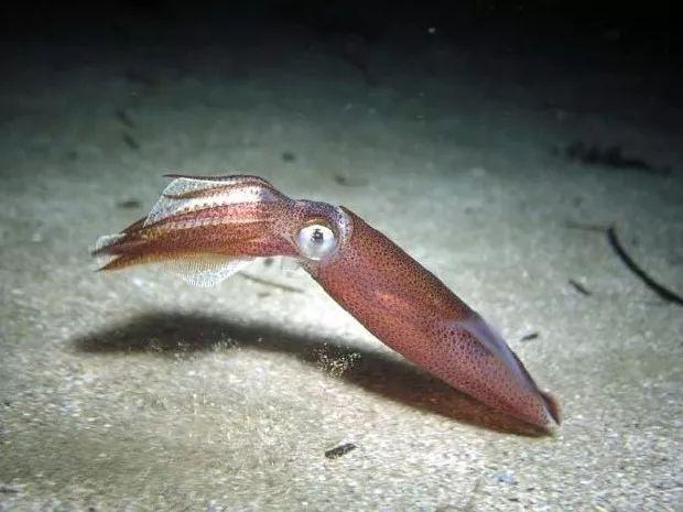 鱿鱼是枪乌贼的民间俗称,包括头足纲枪乌贼目诸多种类.