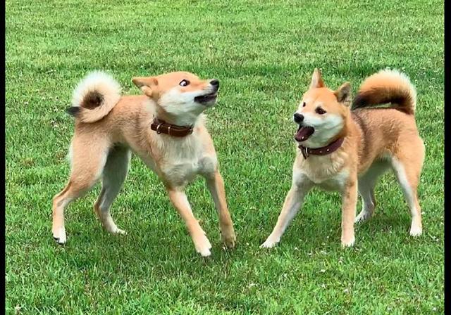 柴犬抬起后腿去踢同伴的头,另只狗:虽然被踢,还是要保持微笑!