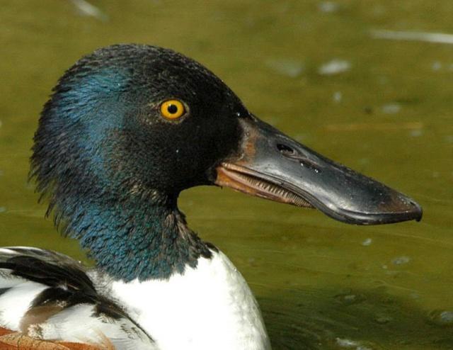 琵嘴鸭的生存全仰仗于它那张锅铲一般的大嘴