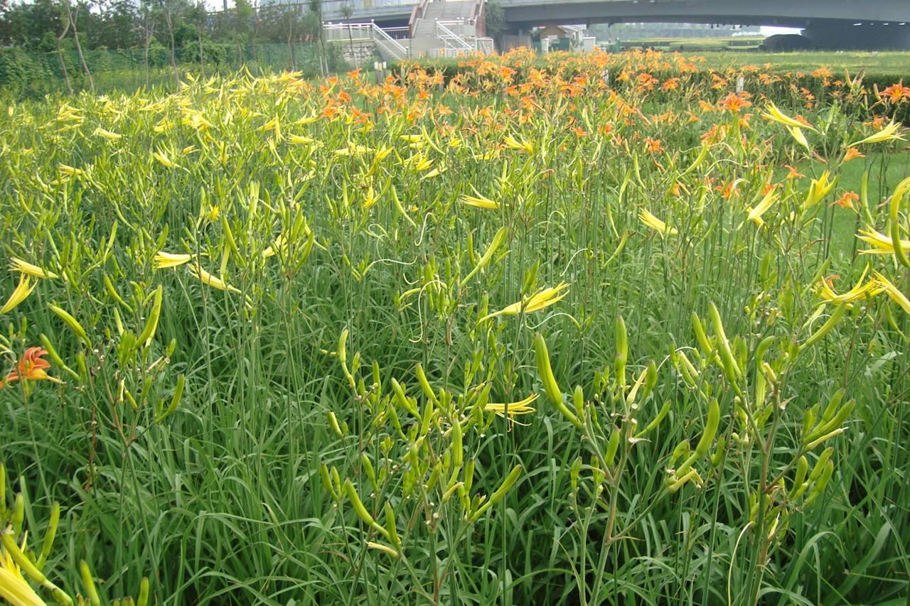 金针菜|忘忧草|煲汤_新浪新闻