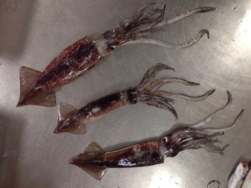 青岛的"烤鱿鱼"来自大洋彼岸图六:太平洋褶柔鱼烧烤用的鱿鱼来自何方?