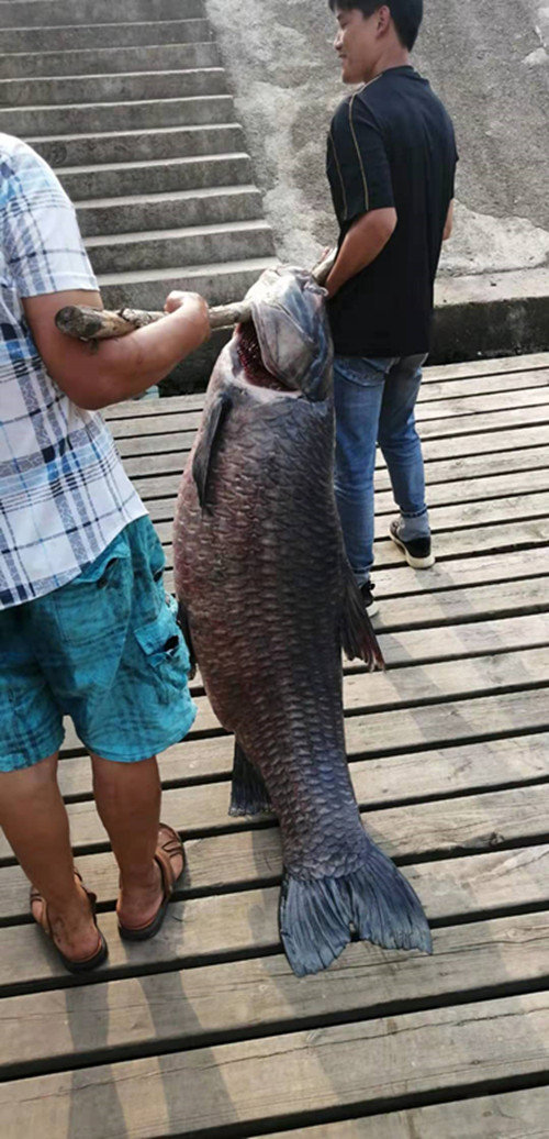 重186斤长165米六合金牛湖捞出巨无霸青鱼