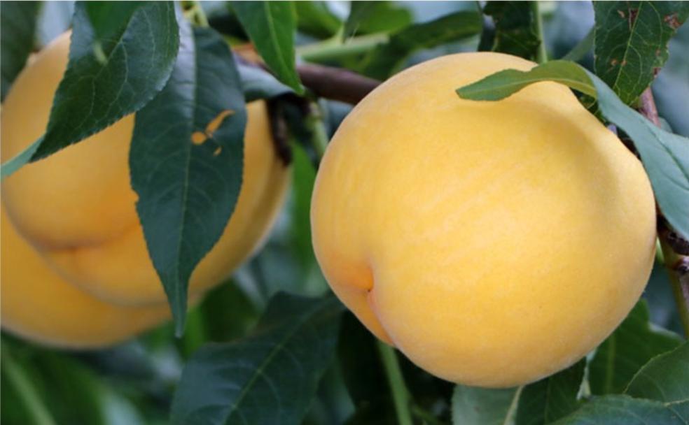 桃子肉质鲜美,富含蛋白质,钙,磷,铁,维生素b,维生素c及大量的水分