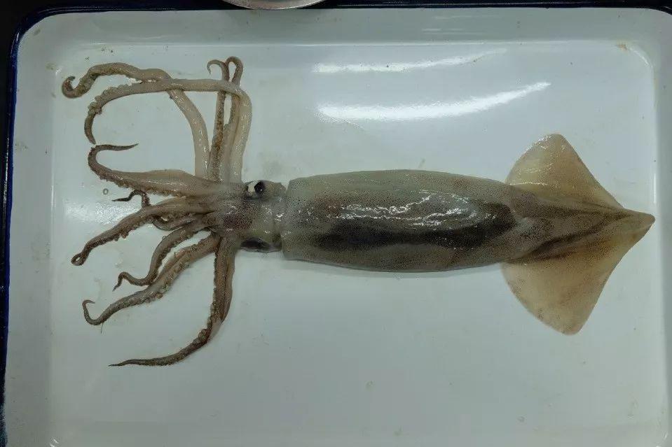 青岛的"烤鱿鱼"来自大洋彼岸图五:阿根廷柔滑鱼青岛的"烤鱿鱼"来自