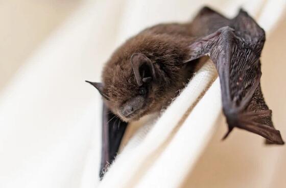 英国女王城堡里被曝满是蝙蝠而且还不能赶走