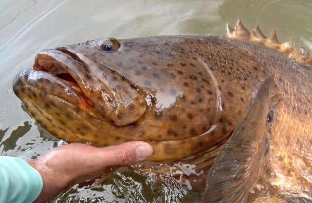 海钓石斑鱼力大劲猛,咬钩谨慎而挑剔,钓鱼人该如何垂钓?