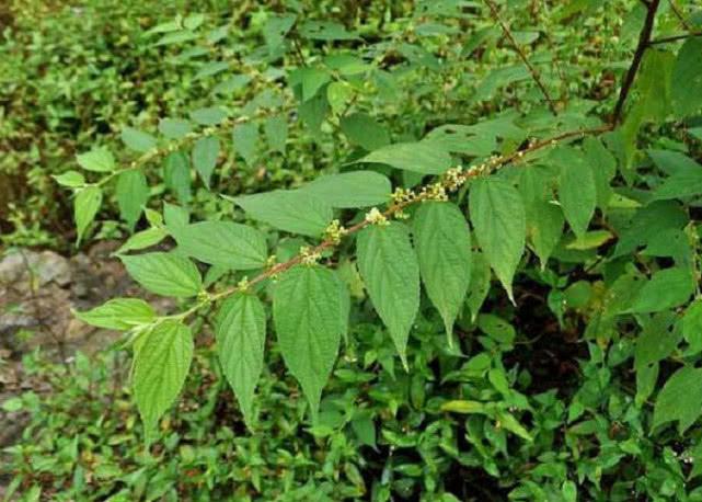 這種草藥植物名叫山芝麻有生津止咳功效若是見到還請珍惜