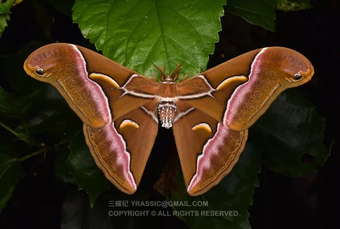 南方虫子都很大比如脸那么大的扑棱蛾子