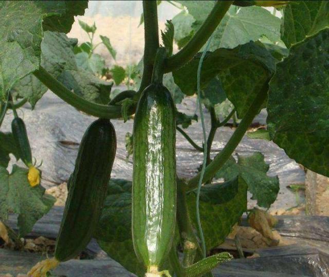 公认的转基因水果,近几年才有,城里很多人都爱吃|转基因|迷你黄瓜