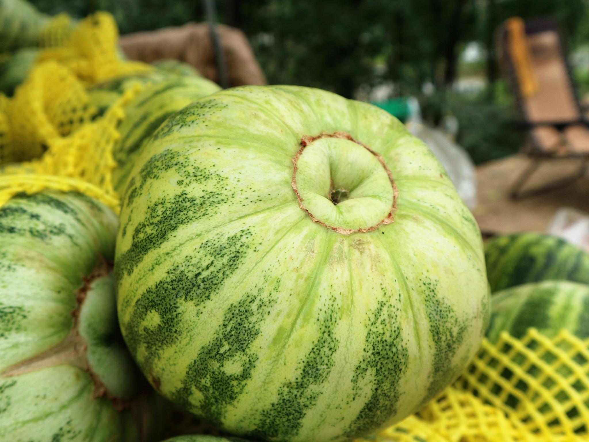 农民种植一种小瓜,老年人特别喜欢吃,3亩收入18000元|面瓜|老年人