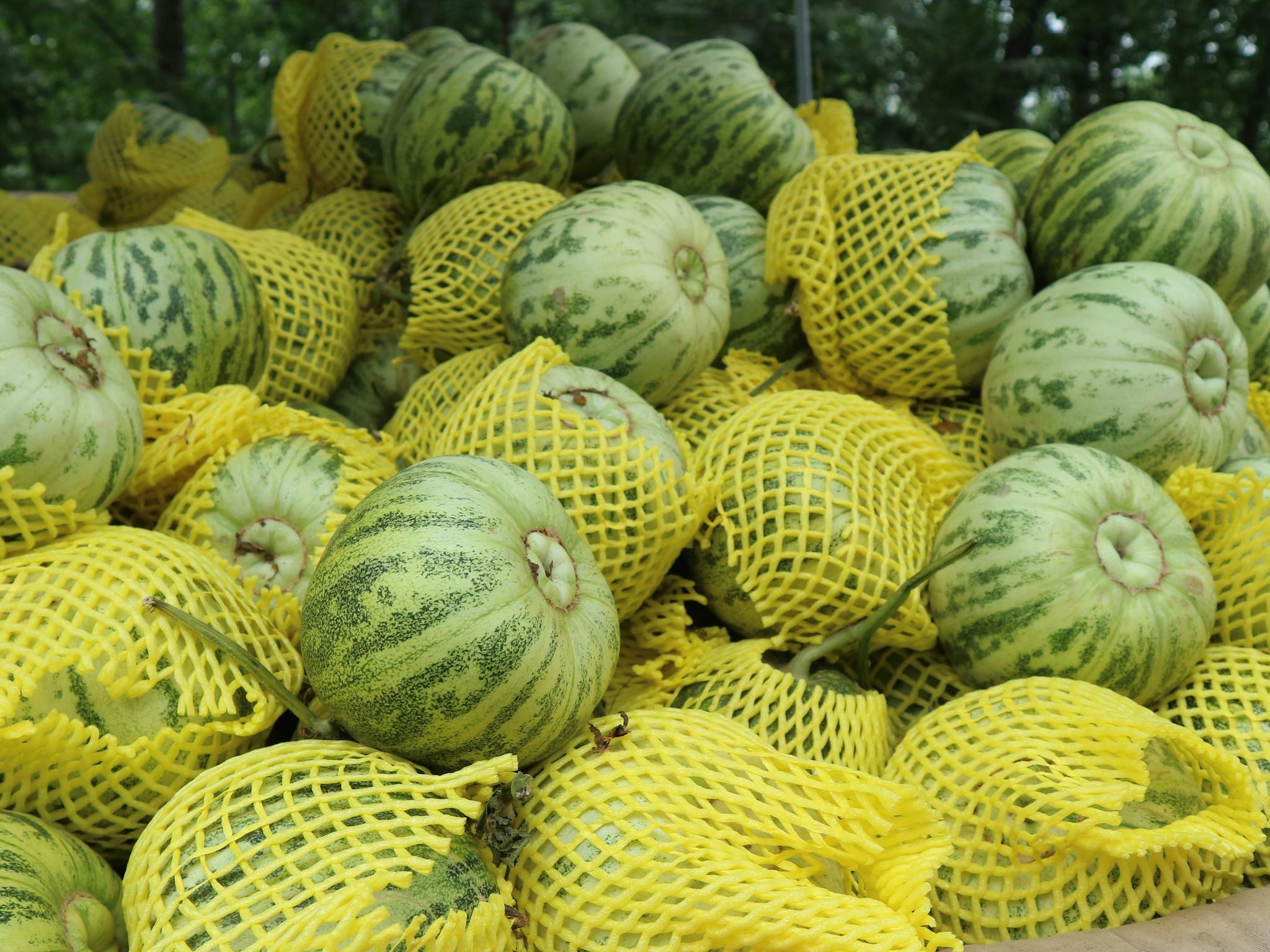 农民种植一种小瓜,老年人特别喜欢吃,3亩收入18000元|面瓜|老年人