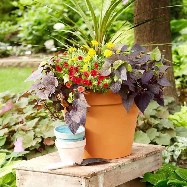 10个创意的组合盆栽,养一盆就能变成植物景观,阳台上也能养好