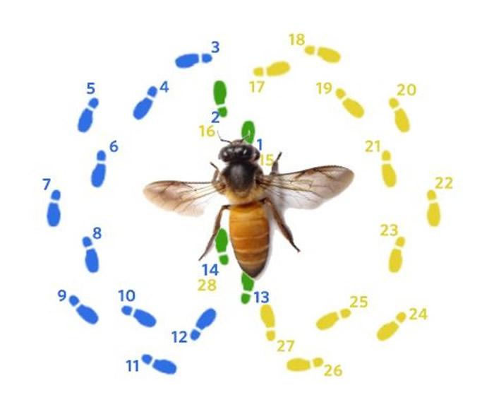 日本开发出以摄录机拍摄并能自动解读蜜蜂"8字舞"的新技术