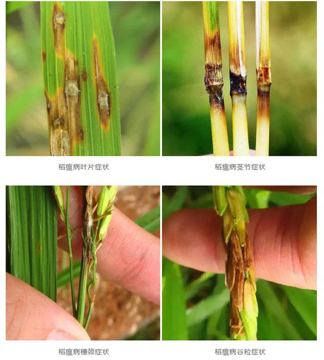 盛夏水稻病虫害高发期,该如何预防治疗?