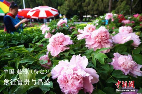 各国国花:万花丛独爱这一枝 你想知道的各国国花选美都在这 资料图:牡丹花。韩章云 摄