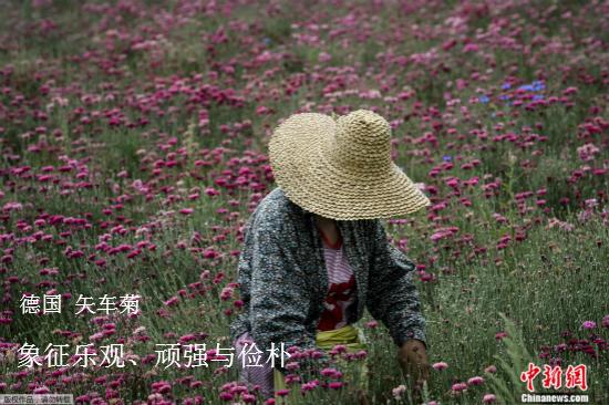 各国国花:万花丛独爱这一枝 你想知道的各国国花选美都在这 资料图:矢车菊。