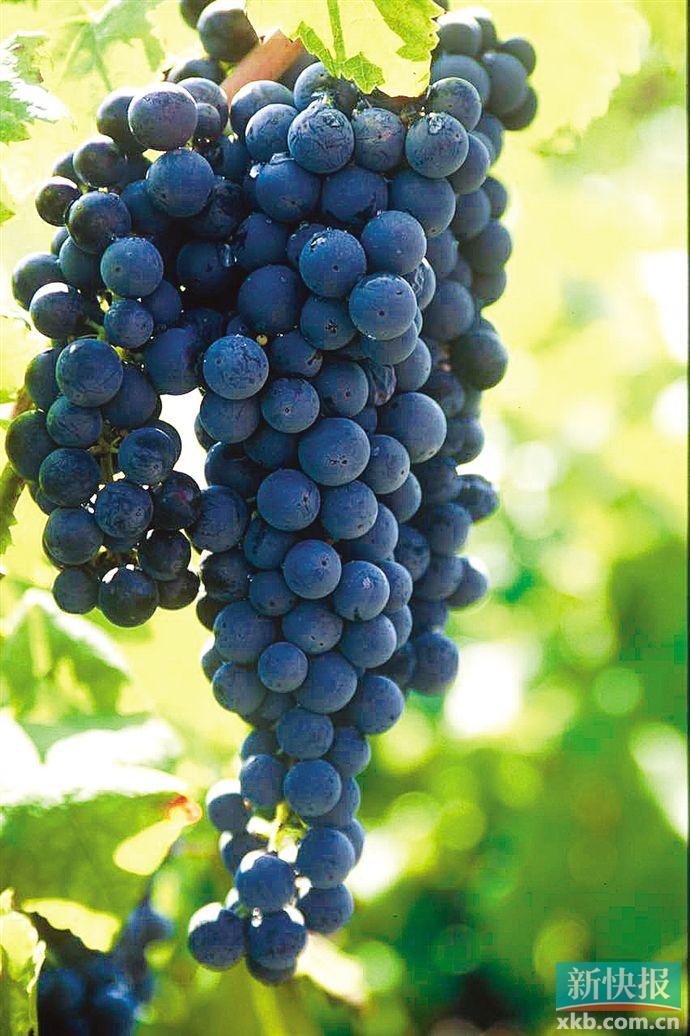 primitivo甘美果调普米蒂沃