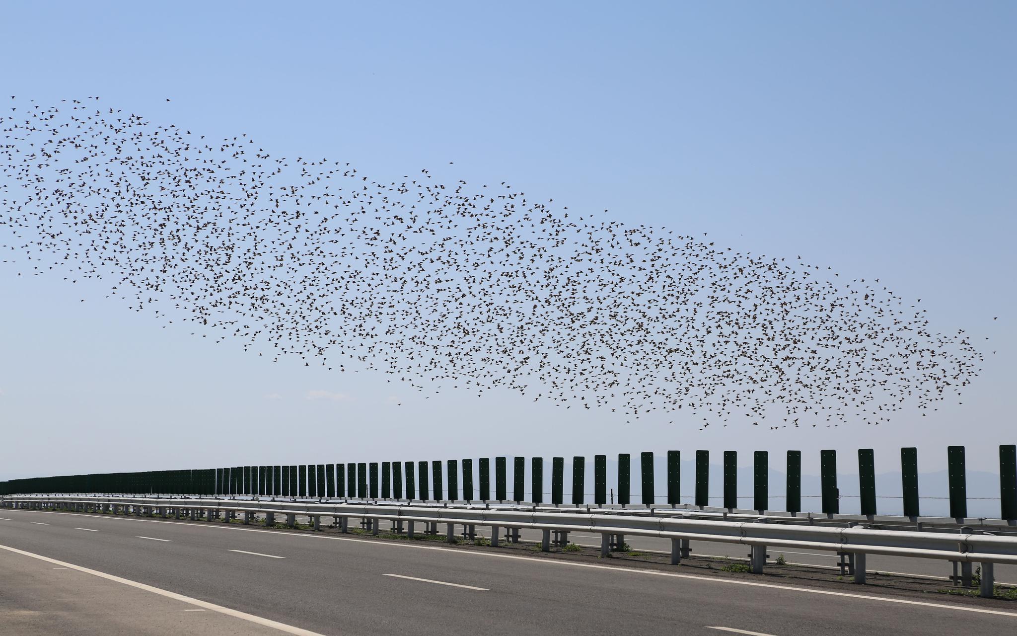 塔城地区蝗鼠测报防治站站长刘程才告诉新京报