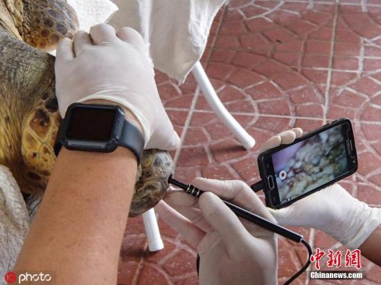  资料图：2月7日，动物救援组织Mundo Marino基金会在阿根廷圣克莱门特雷图尤救起了两只被渔网困住的海龟。其中一只海龟身体明显虚弱，它的排泄物中还发现了塑料制品。 图片来源：东方IC