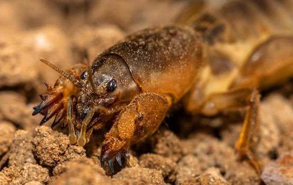 蝼蛄真的可以吃吗?这种害虫如今被吃货们摆上餐桌,不可思议!