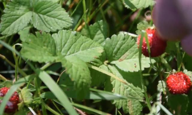 一种野果像极"草莓",农村小孩从小吃到大,可城里却几乎无人识