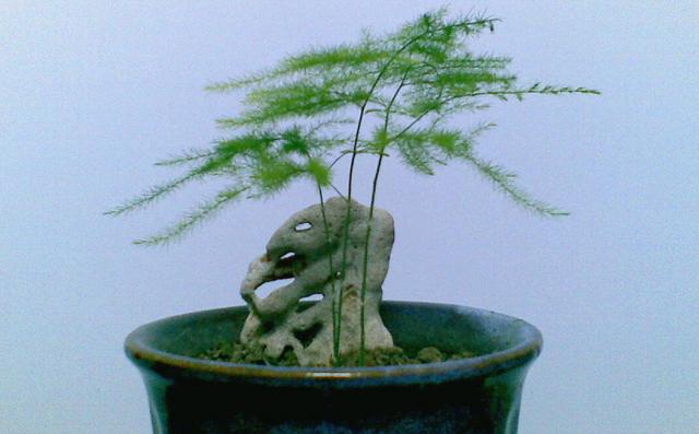 夏天温度高文竹容易徒长修剪时正好剪出好造型