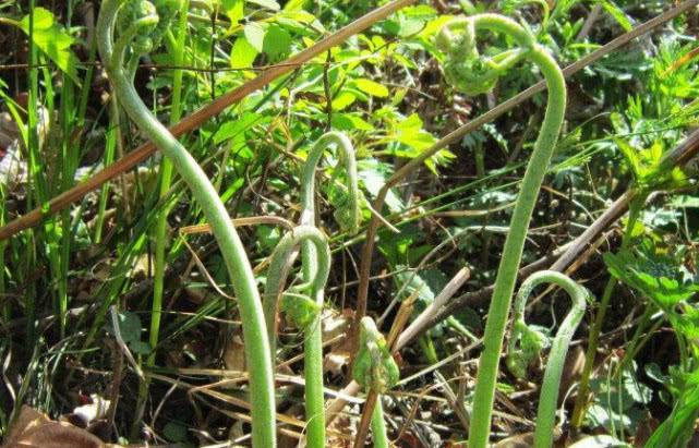 这野草是珍贵山野菜之王价值高花钱都难买野外看到赶紧摘
