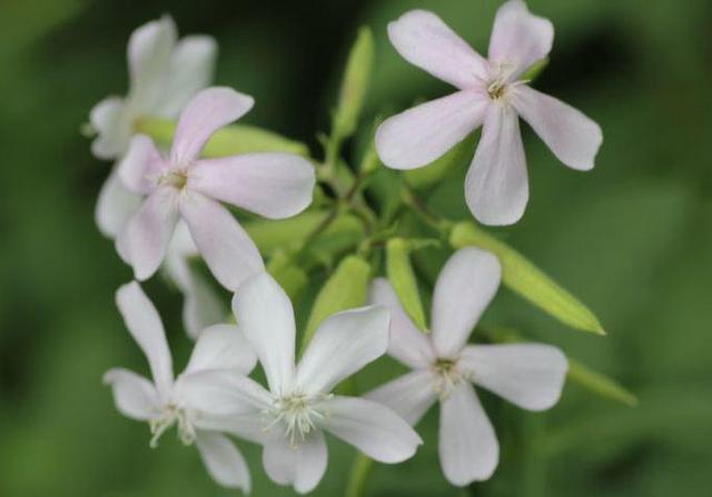 这野草叫石碱花净化空气开花数不尽作用大能做肥皂