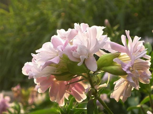 这野草叫石碱花净化空气开花数不尽作用大能做肥皂