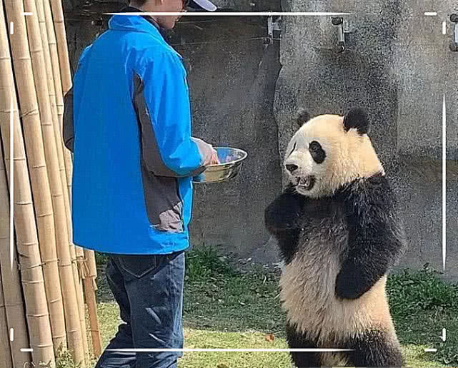 大熊猫掐着腰与饲养员发脾气,当递给它零食后,它的反应让人笑喷