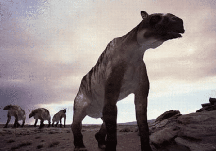 神农架出现驴头狼实际已灭绝50万年