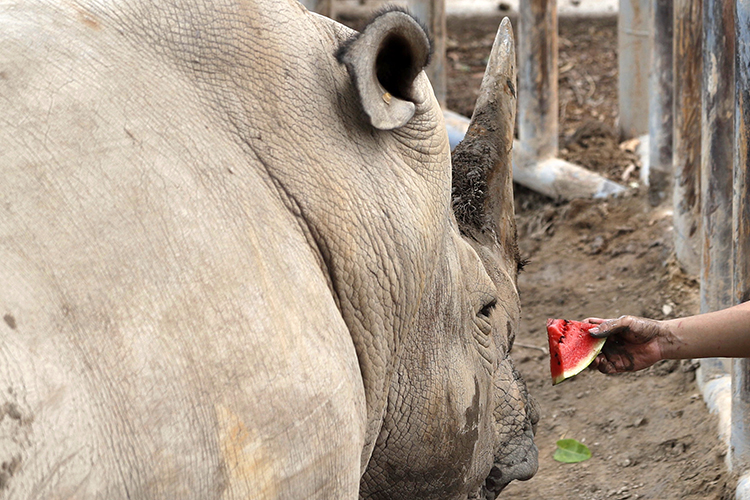 饲养员喂犀牛吃西瓜消暑.