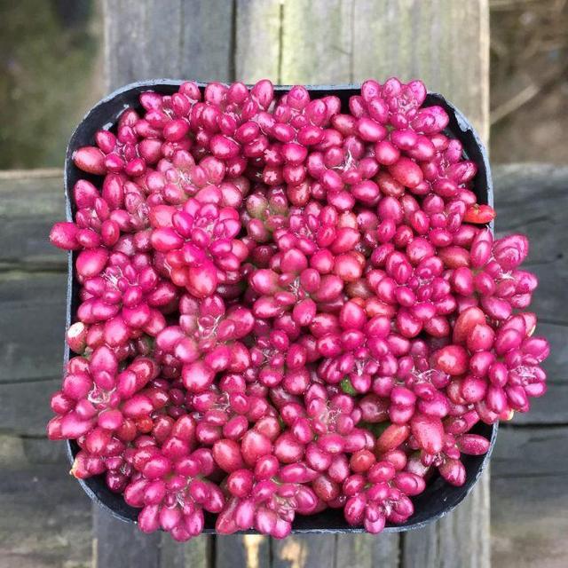 这款多肉通体紫红色,造型别样养护简单,紫米粒多肉都喜欢