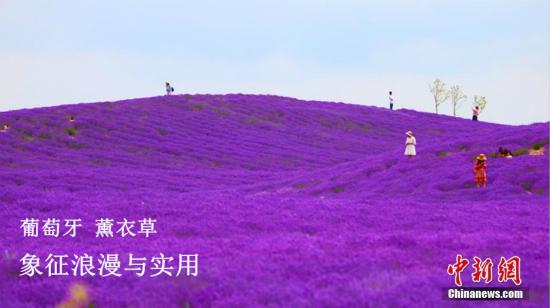 各国国花:万花丛独爱这一枝 你想知道的各国国花选美都在这 资料图:薰衣草。王小军 摄