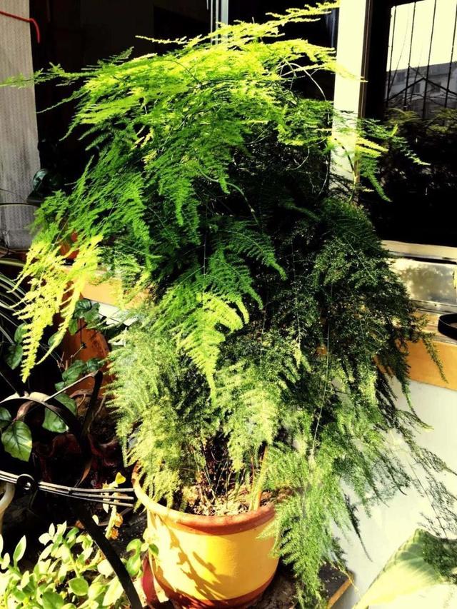 夏天温度高文竹容易徒长修剪时正好剪出好造型