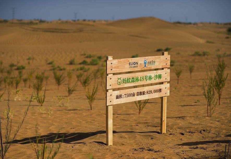 马云一年在蚂蚁森林种多少树一年种一个亿