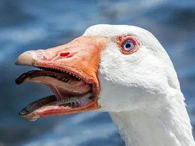 延续800年的鹅口普查又开始!英国王室一本正经数天鹅!