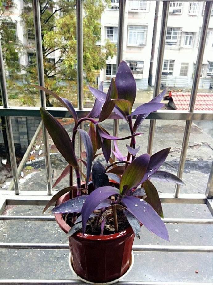 绿色植物养腻了不如养盆紫竹梅不用管枝叶疯长