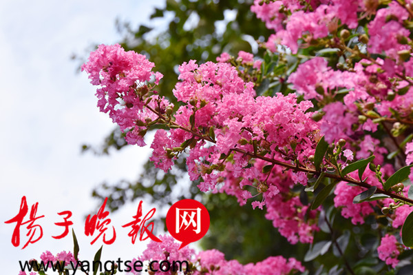 常州花情19号 龙城入伏赤日炎荷花紫薇陪度夏 新浪新闻 常州花情19号 龙城入伏赤日炎荷花紫薇陪度夏 新浪新闻