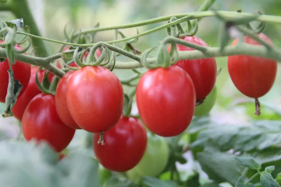 7月19日,大方县马场镇圣女果基地迎来了丰收的季节,700余个圣女果大棚