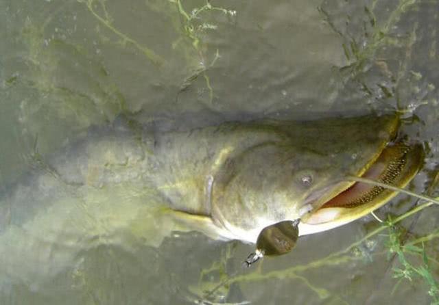 这样鲶鱼会选在在路亚缓慢下沉或者上升到速度最慢的时候采取攻击,而