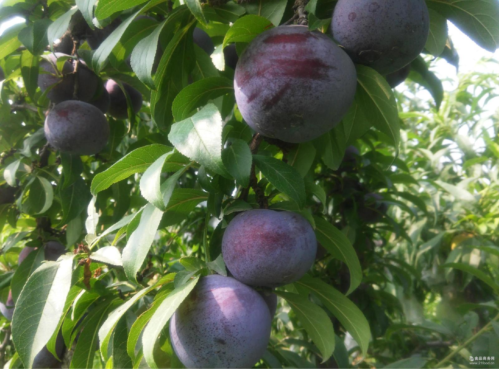 陕西黑布林滞销京东上线众筹平台仅售2元斤