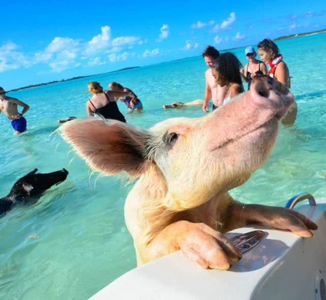 世界上唯一"猪岛",岛上的猪天天享受美景,甚至还有美女相伴